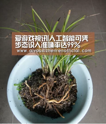 爱游戏真人